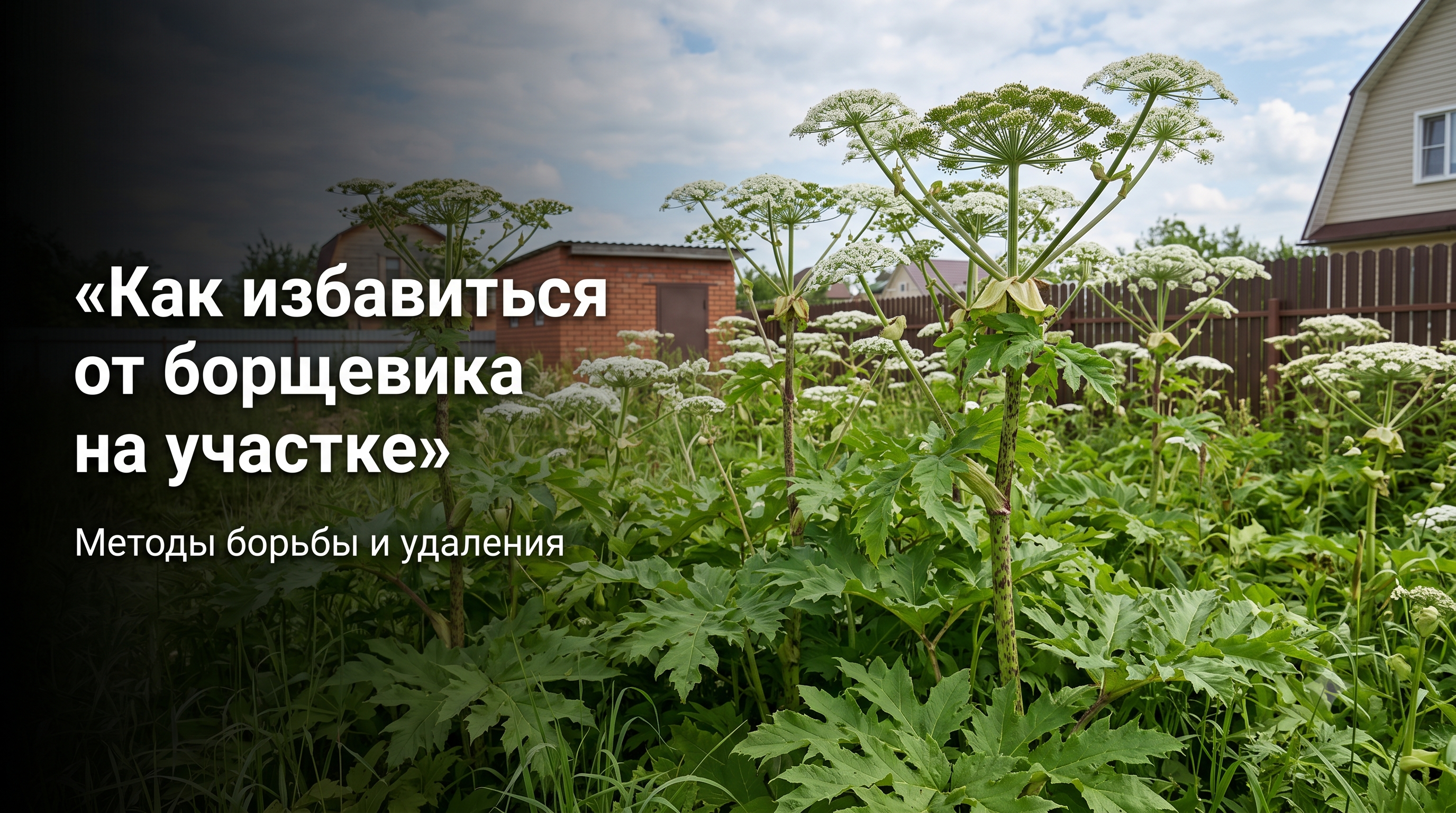 Как избавиться от борщевика на участке: методы борьбы и удаления