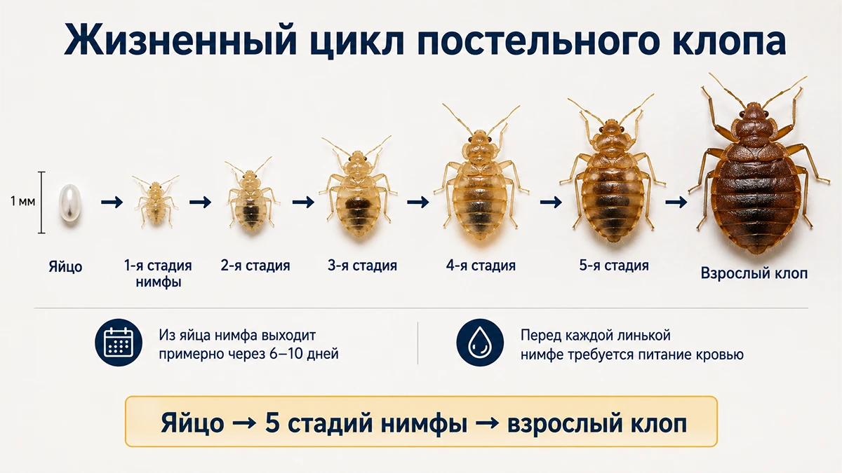 Как быстро размножаются клопы в квартире и как растет их популяция
